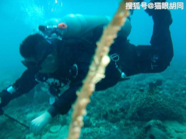 逃离橙园